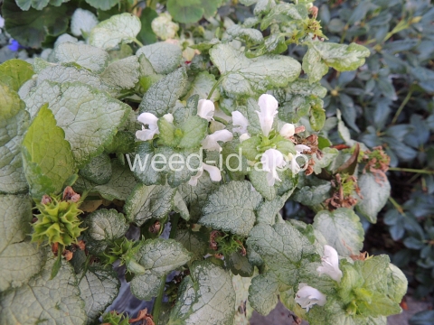 deadnettle, spotted